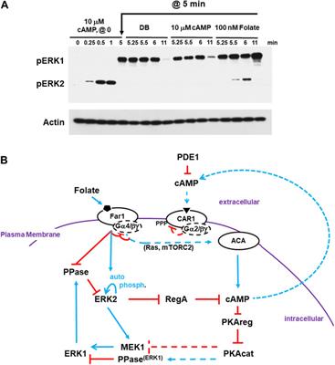 An integrated, cross-regulation pathway model involving activating/adaptive and feed-forward/feed-back loops for directed oscillatory cAMP signal-relay/response during the development of Dictyostelium